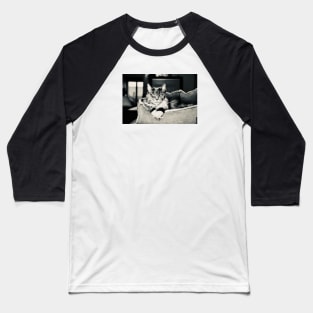Cat main coon black and white / Swiss Artwork Photography Baseball T-Shirt